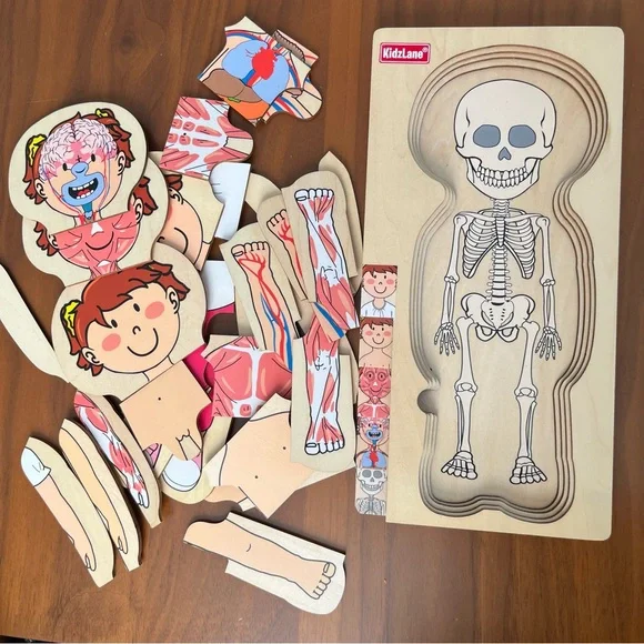 Kids Anatomy Wooden Puzzle Toy - Picture 7 of 7
